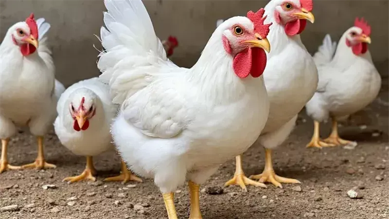 سعر الفراخ
